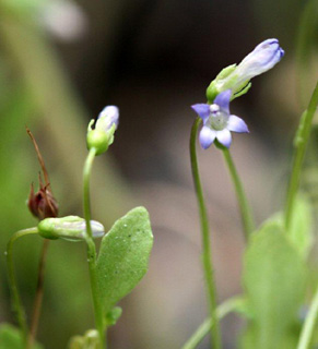 חורשת הסרג'נטים, 25-4-2011. צילום: © ערגה אלוני