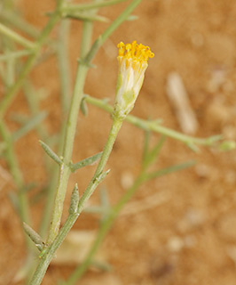 גן מדבר בקיבוץ סמר , 12-2017. צילום: © שרה גולד