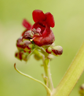 גן בוטני אונ' תל-אביב, 4-2011. צילום: © שרה גולד