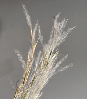 חולות קיסריה, 24-4-2011. צילום: © דרור מלמד