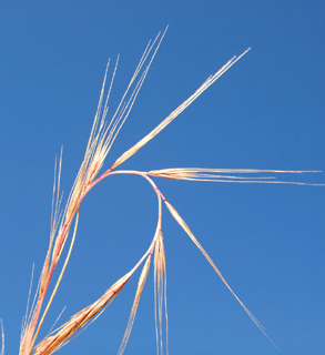 בריכת חורף רופין, 20-4-2011. צילום: © דרור מלמד