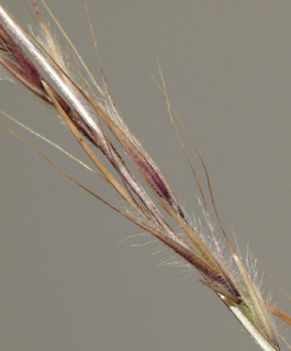 בריכת חורף רופין, 20-4-2011. צילום: © דרור מלמד