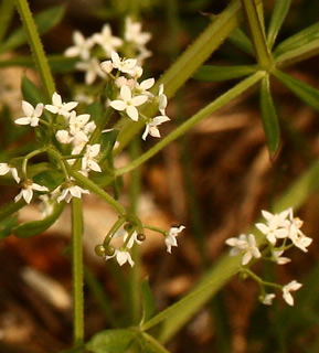 נחל פער. צילום: © שרה גולד