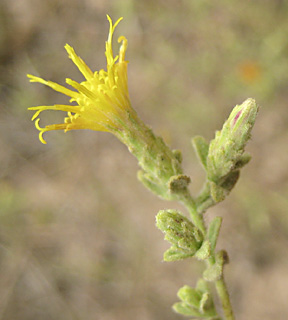 מושב גמזו, אוקטובר. צילום: © שרה גולד