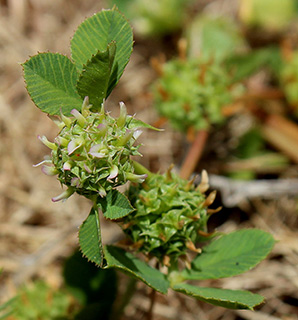 עמק מאן, 5-2018. צילום: © איתן שפירא