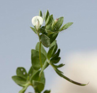 צפון הגולן, 5-2011. צילום: © ערגה אלוני