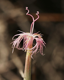 הר הנגב בור חמת, 28-8-2012. צילום: © אלי ליבנה