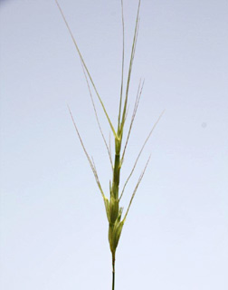 5-2011. צילום: © ערגה אלוני