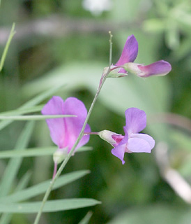 הר שפנים מירון, 5-2011. צילום: © אלי ליבנה