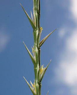 כרמל, 6-5-2011. צילום: © דרור מלמד