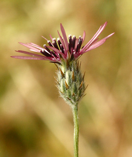  גן בוטני הר הצופים, ,4-2011 צילום: © שרה גולד