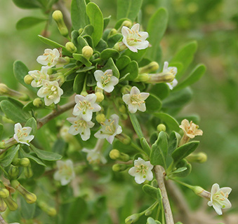 מלחת נערן, 1-2017. צילום: © איתן שפירא