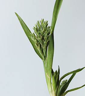  הר אדמון גולן , 5-2011, צילום: © איתן שפירא