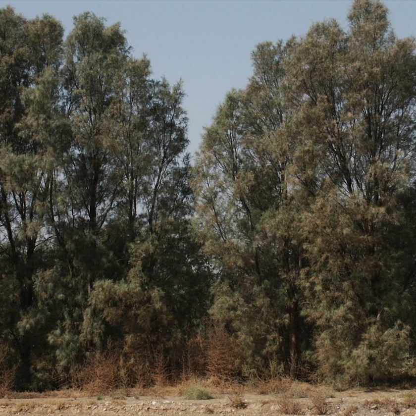העצים גבוהים וזקופים. 
