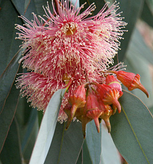 צילום: © פבלו צ'רקסקי