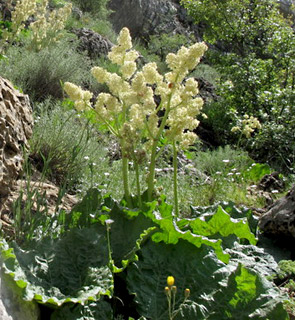 החרמון, 5-2011. צילום: © עירית צוק קובצ'י