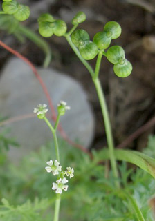 חרמון, 5-2011. צילום: © עירית צוק קובצ'י