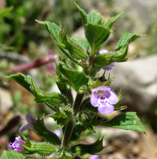 צילום: © עירית צוק קובצ'י