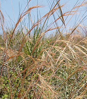 חולות קיסריה, 5-2011. צילום: © דרור מלמד