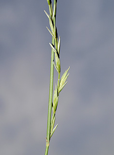 חרמון, 5-2014.  צילום: © דרור מלמד