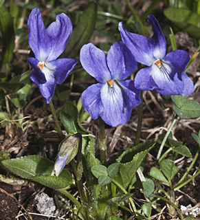 רומניה. צילום: © יהודה מרטה