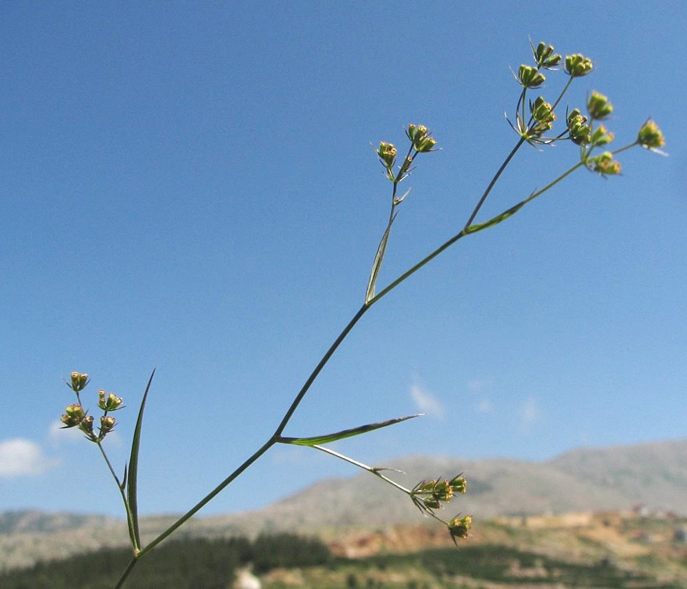 תפרחות דקות ועדינות. צילום: אראלה הרי