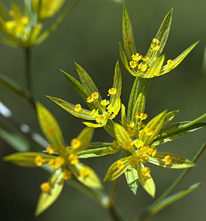 חרמון, 6-2011. צילום: © ערגה אלוני