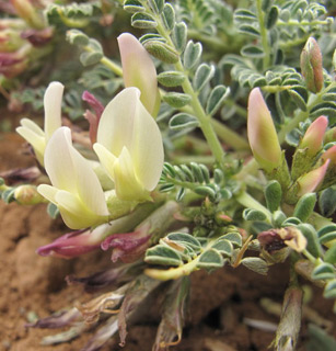 חרמון, 8-2012. צילום: © עירית צוק קובצ'י