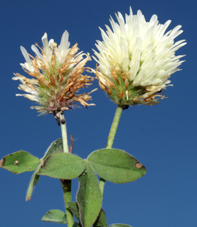 גן הצמחים הנדירים בגעש , 3. צילום: © דרור מלמד