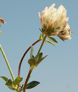 גולן, 6-2011. צילום: © ערגה אלוני 