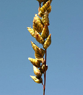 רכס יפעת חרמון, 6-2011. צילום: © ערגה אלוני