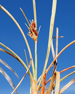 עין תינה בעמק החולה, 4-2014. צילום: © דרור מלמד