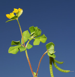 כרמל, 5-2013. צילום: © דרור מלמד