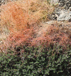 צילום: © שרה גולד