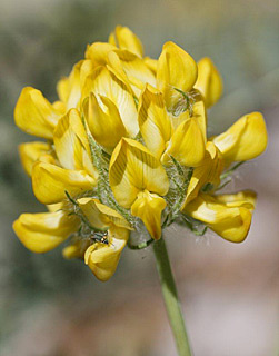 חרמון רכבל עליון, 6-2011. צילום: © ערגה אלוני