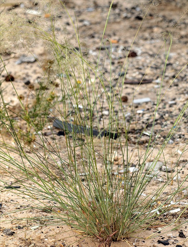מראה כללי. צילום: דרור מלמד