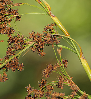 ביצת נחל דליה - חוף הכרמל, 25-6-2011. צילום: © דרור מלמד