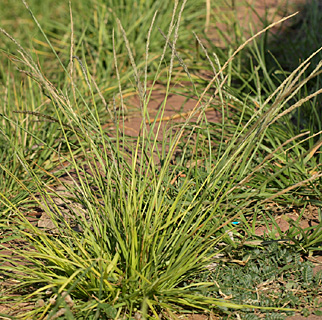 גני יהושוע תל אביב, 2-7-2011. צילום: © דרור מלמד  