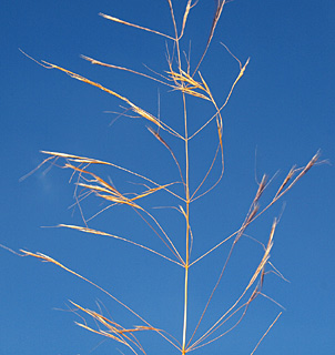 גולן, 6-2010. צילום: © דרור מלמד