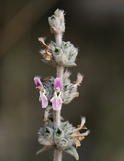 חרמון, 6-2011. צילום: © אלי ליבנה