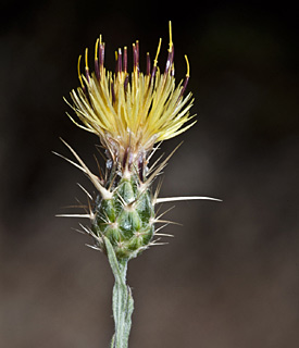 רכס יפעת חרמון, 5-7-11. צילום: © יהודה מרטה