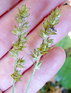 נחל חרמון, 5-2011, צילום: © בשמת סגל