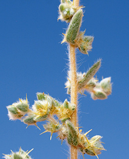 חולות נחל סכר, מדרום לבאר-שבע, 5-2014 צילום: © דרור מלמד