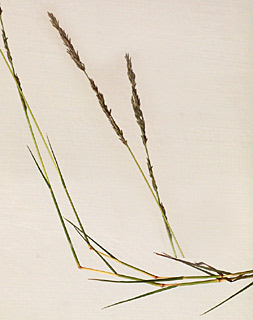 מפעל השיקוע מנשה, 15-6-2011. צילום: © דרור מלמד