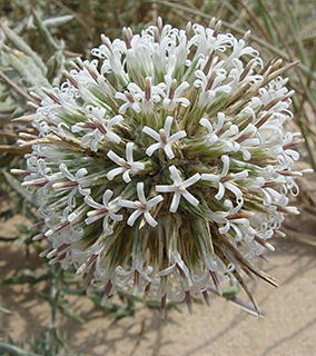 7-2011. צילום: © רון פרומקין