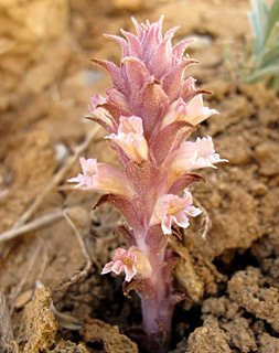 חרמון, 23-8-2011. צילום: © עירית צוק קובצ'י