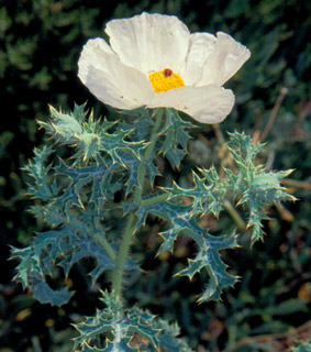 חוף עתלית, 17-11-07. צילום: © יהודה מרטה