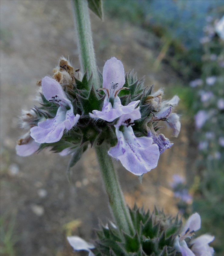עמוד פריחה מקרוב. צילום: ליאורה קרת