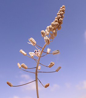 עמוד פריחה ליד ממשית, 9-2019 צילום: © שרה גולד