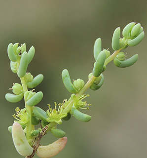 מלחת נערן, 1-2017. צילום: © איתן שפירא